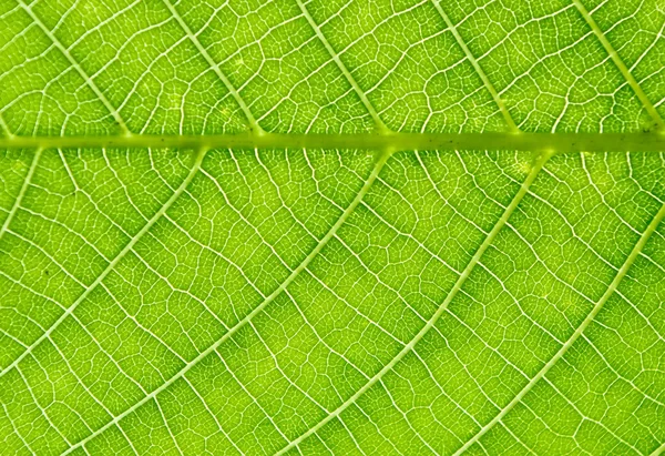 Textura de hoja de árbol de nuez — Foto de Stock