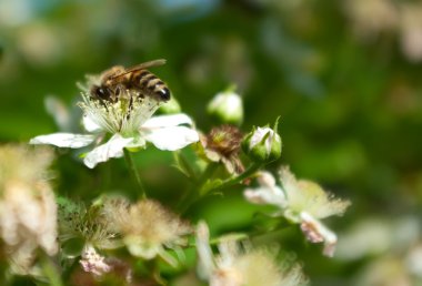 Nectar pollination clipart