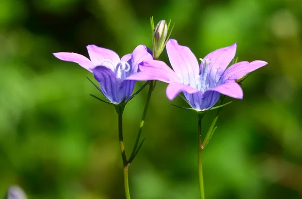 stock image Purple Wild Blooms