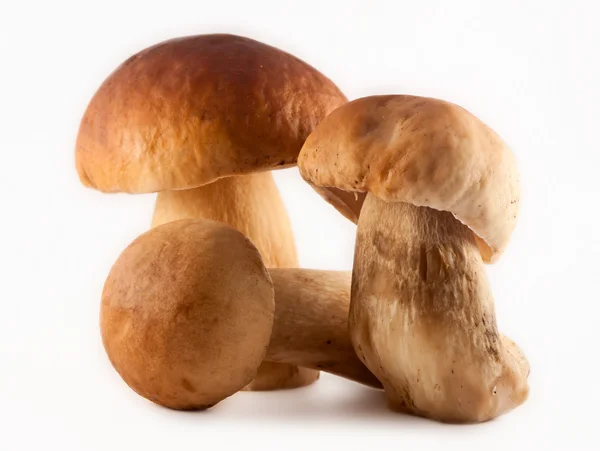 stock image Three Big Mushrooms