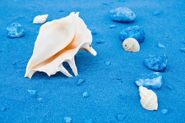 Conchas marinas y arenas azules —  Fotos de Stock