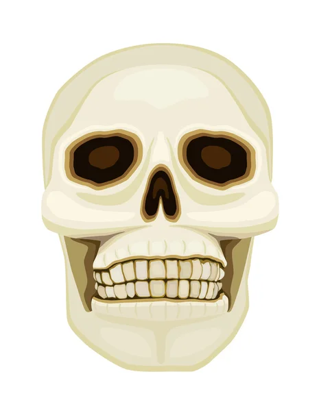 Cráneo humano sobre blanco — Vector de stock