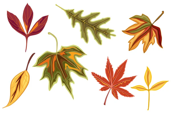 Various autumn fall leaves — Stock Vector