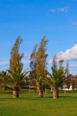 ağaçları ile Şehir Parkı