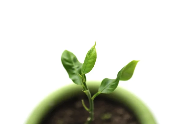 Крошечные зеленые растения в горшок — стоковое фото