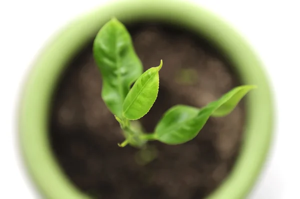 Grüne Pflanze im Blumentopf — Stockfoto