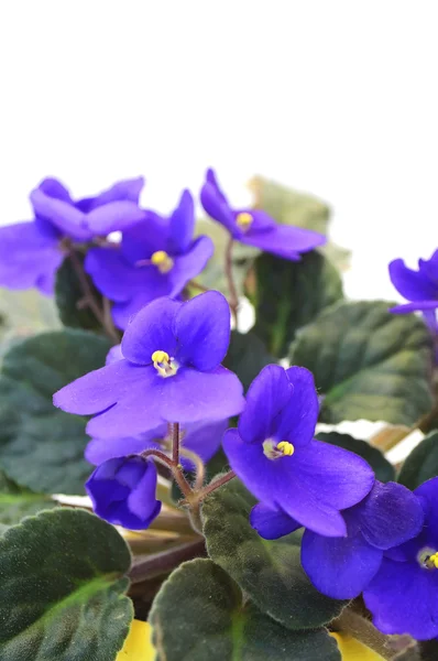 Beautiful Violet — Stock Photo, Image