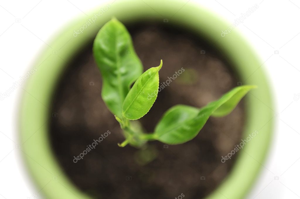 Green Plant in Flower Pot