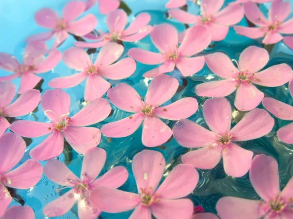 Beautiful Flowers — Stock Photo, Image