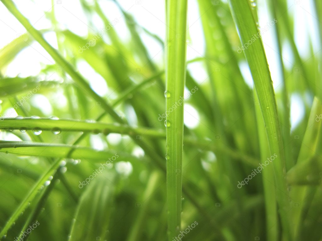 Green Grass in Dew