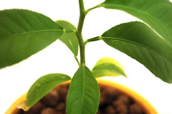 Junge grüne Pflanze — Stockfoto