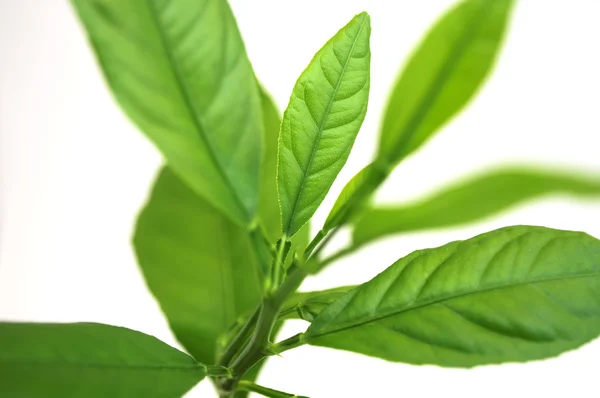 Junge grüne Pflanze — Stockfoto