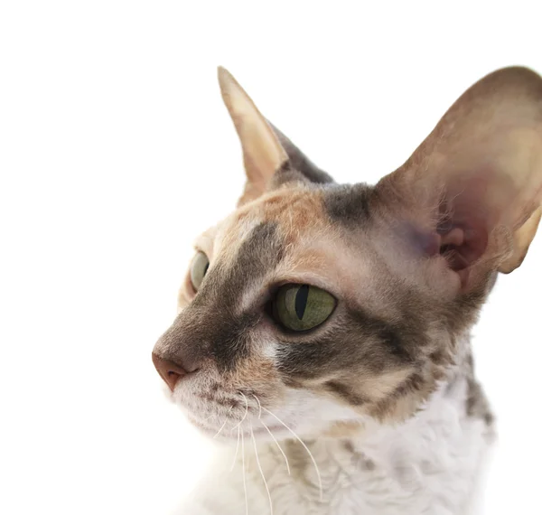 Любопытная кошка — стоковое фото