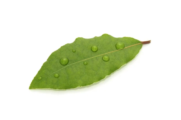 Green Bay Leaf with Dew Drops — Stock Photo, Image