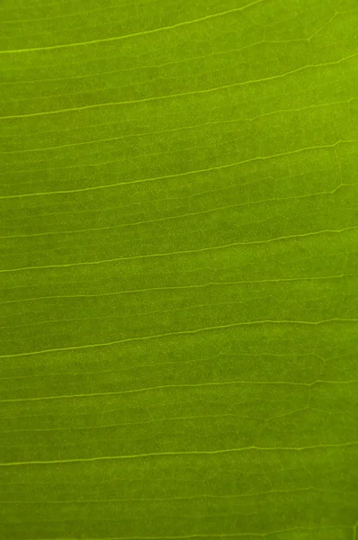 Green Leaf Texture — Stock Photo, Image