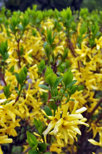 早春の黄色開花低木 — ストック写真
