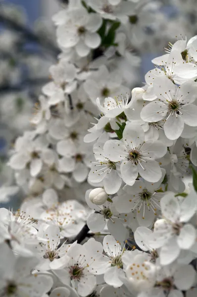 Вишневе дерево в цвітіння — стокове фото