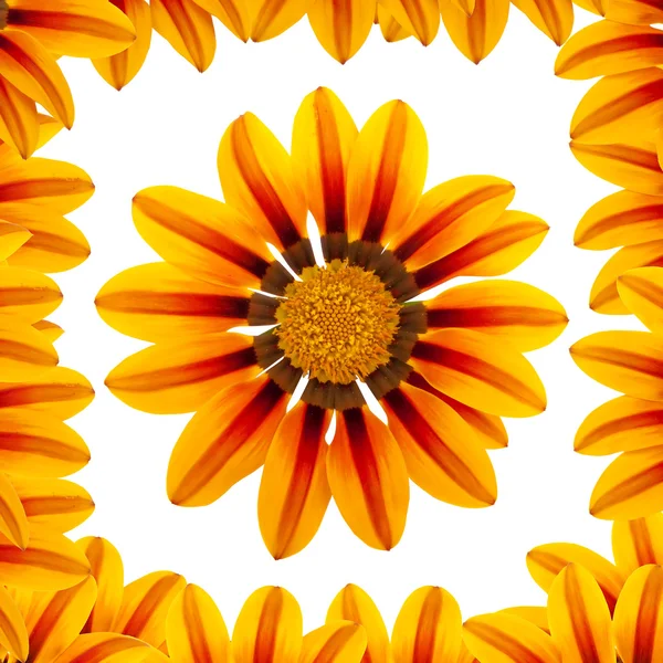 Schöne Blume im floralen Rahmen — Stockfoto