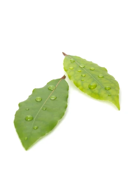 Folhas verdes com gotas de orvalho — Fotografia de Stock
