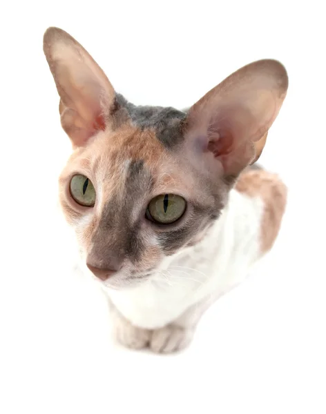 Уважний Корніш Рекс кішка — стокове фото