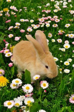 Cute Rabbit in Grass clipart