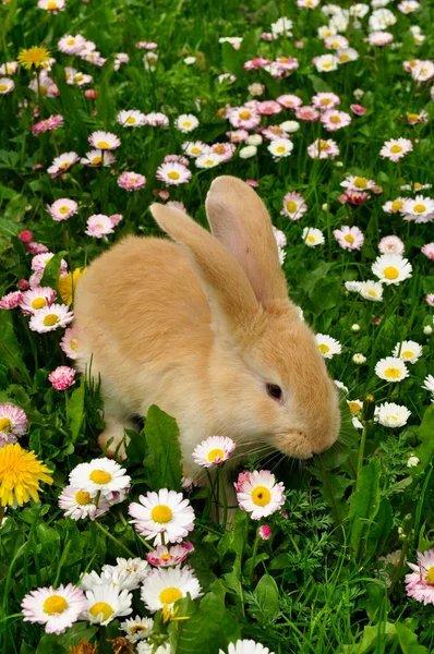 Cute Rabbit in Grass — Stock Photo, Image