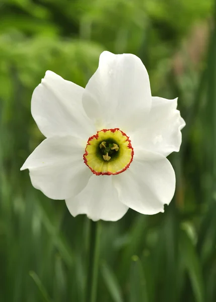Nergis çiçeği — Stok fotoğraf