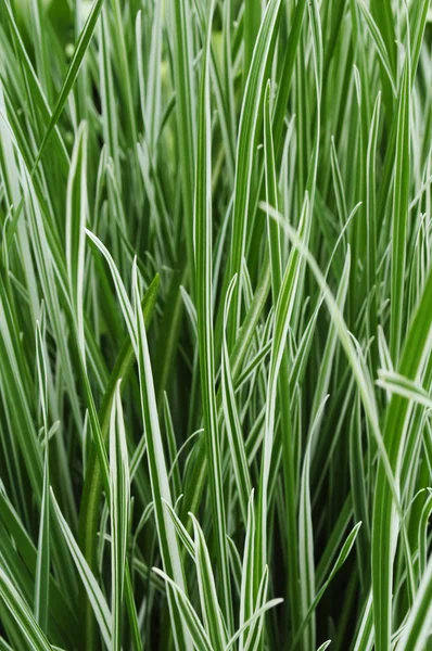 Ornamental Grass Carex — Stock Photo, Image
