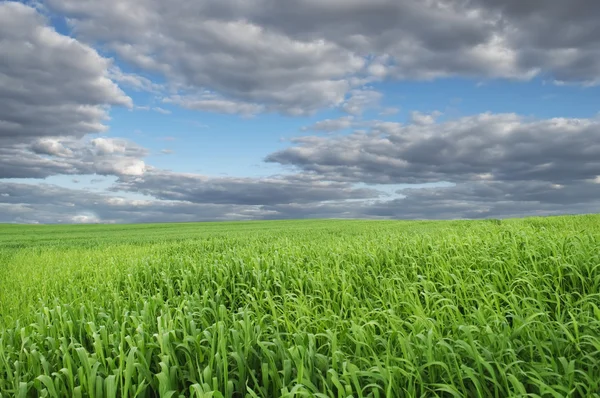 Prachtige groene veld onder de blauwe hemel — Stockfoto