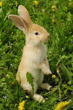 Cute Rabbit Standing on Hind Legs clipart