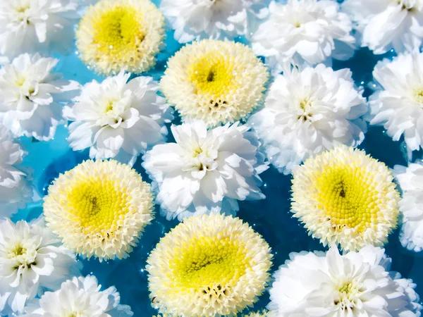 Lindas flores na água — Fotografia de Stock