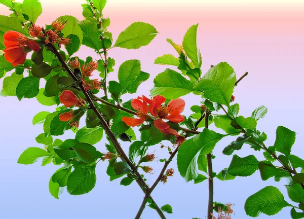 마르멜로 나무 꽃에 — 스톡 사진