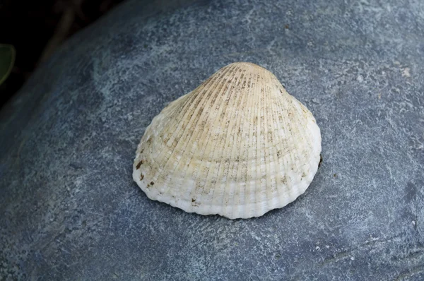 Muschel auf Stein — Stockfoto