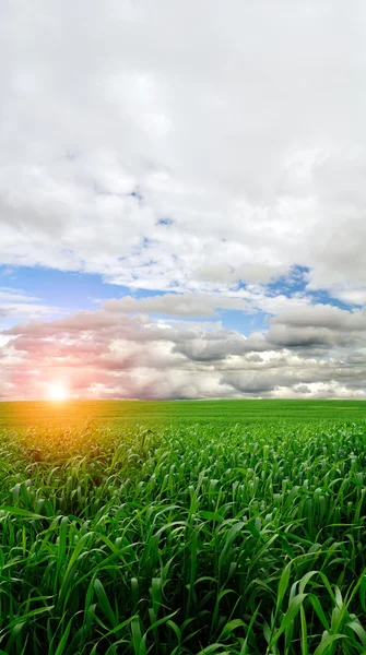 Campo de trigo ao nascer do sol — Fotografia de Stock