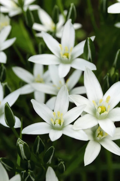Vackra vita liljor — Stockfoto
