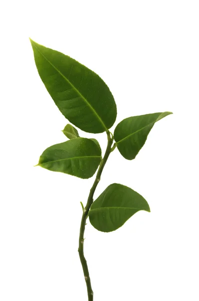 Trochę zielonych roślin — Zdjęcie stockowe