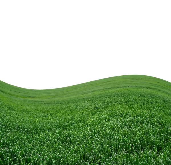 Schöne grüne Wiese auf weißem Grund — Stockfoto