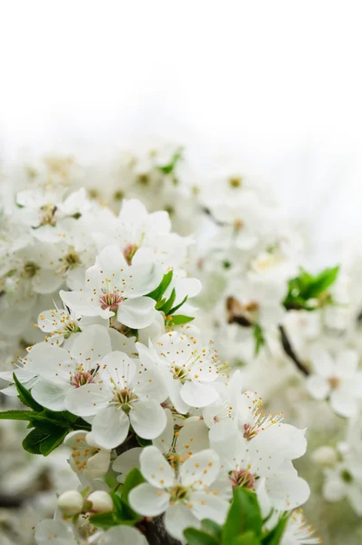 Kersenboom in bloei — Stockfoto