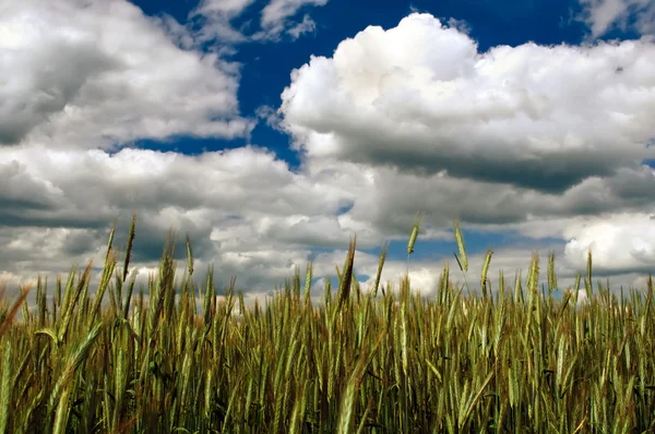 Żyta pola w pochmurne niebo — Zdjęcie stockowe