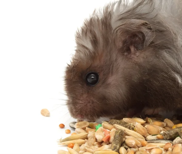Hairy Hamster Eating Grains — Stock Photo, Image