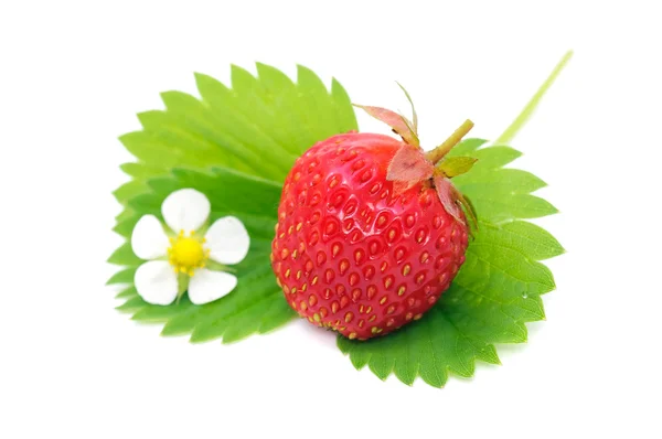 Erdbeere auf grünem Blatt — Stockfoto