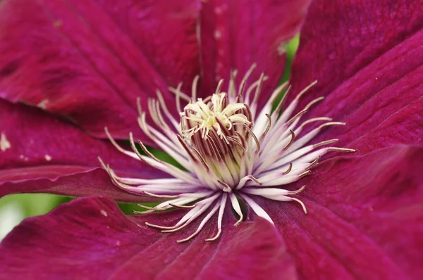 Clematis flor closeup — Fotografia de Stock