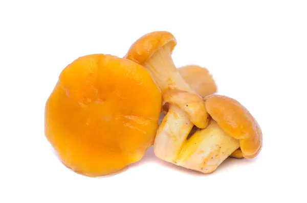 Chanterelle Mushrooms — Stock Photo, Image