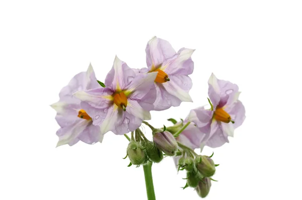 Λουλούδια της πατάτας — Φωτογραφία Αρχείου