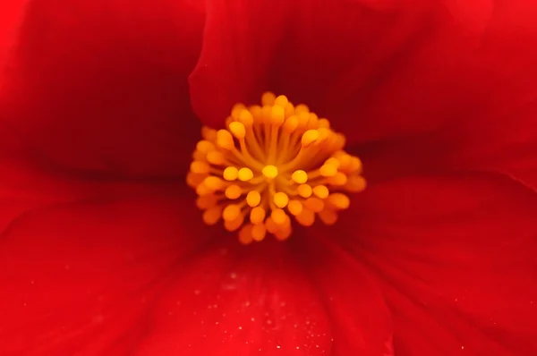 Czerwona begonia — Zdjęcie stockowe