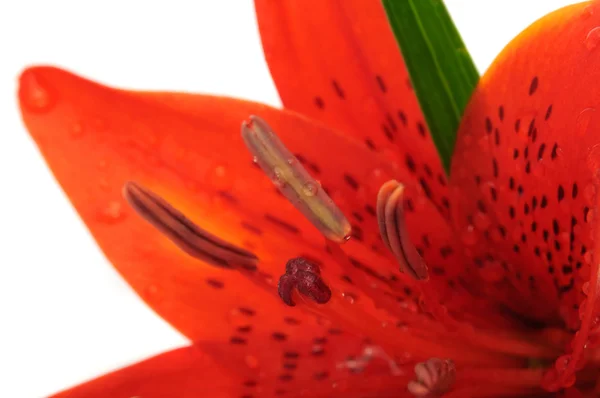 Lily Close-Up — Stock Photo, Image