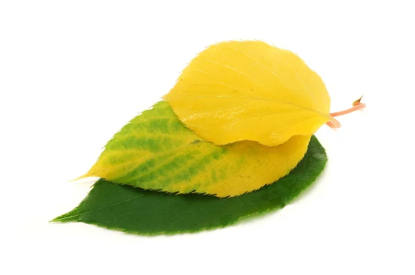 Folhas de verde a amarelo — Fotografia de Stock