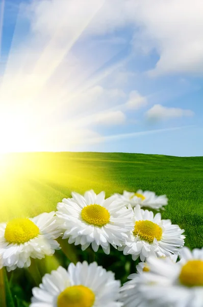 阳光照射的雏菊 — 图库照片