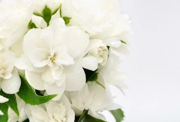 美丽的白色茉莉花 — 图库照片