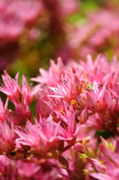 Sedum rosa flores de espúrio — Fotografia de Stock